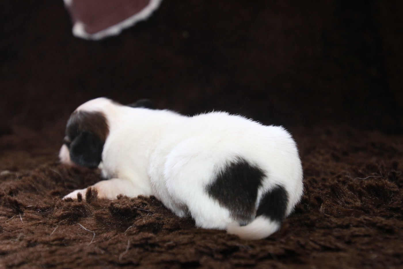 Chiot N°5