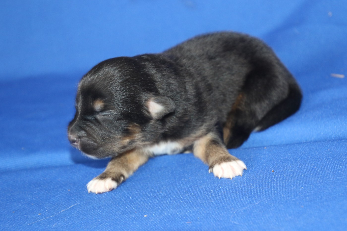 Chiot N°5