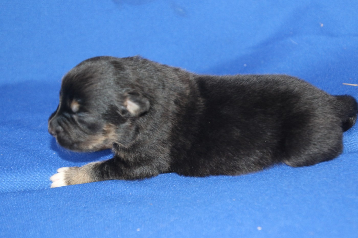 Chiot N°5