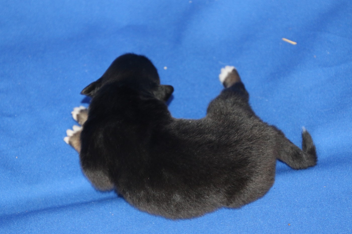 Chiot N°5