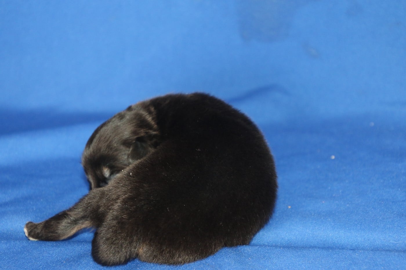 Chiot N°6
