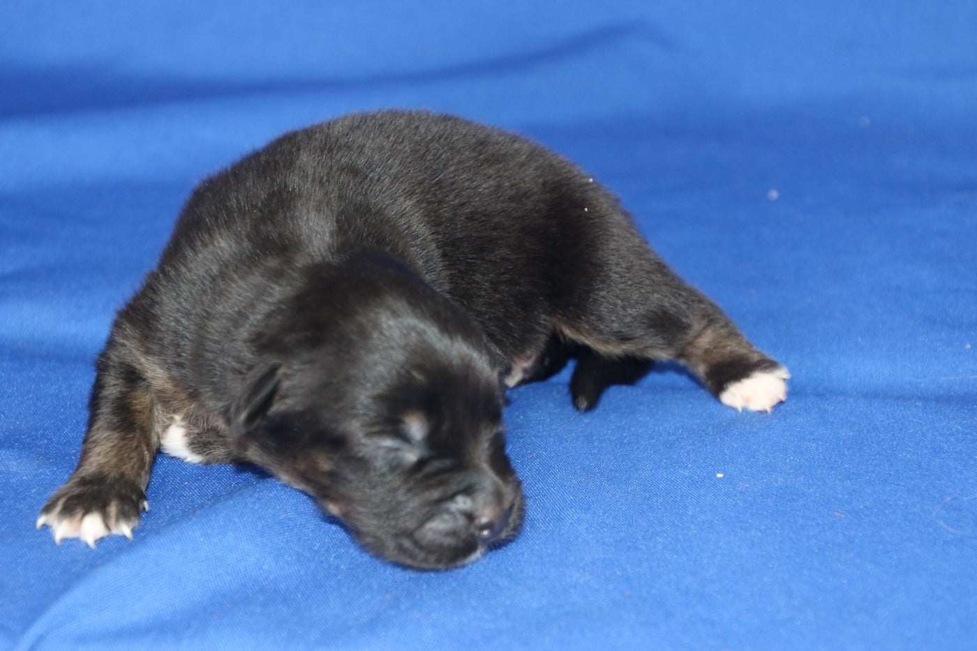 Chiot N°7