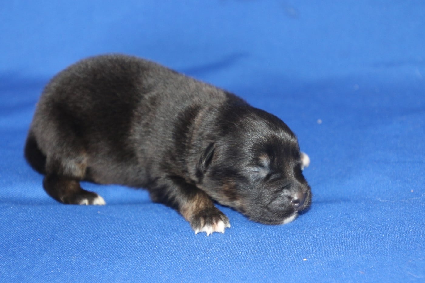 Chiot N°7