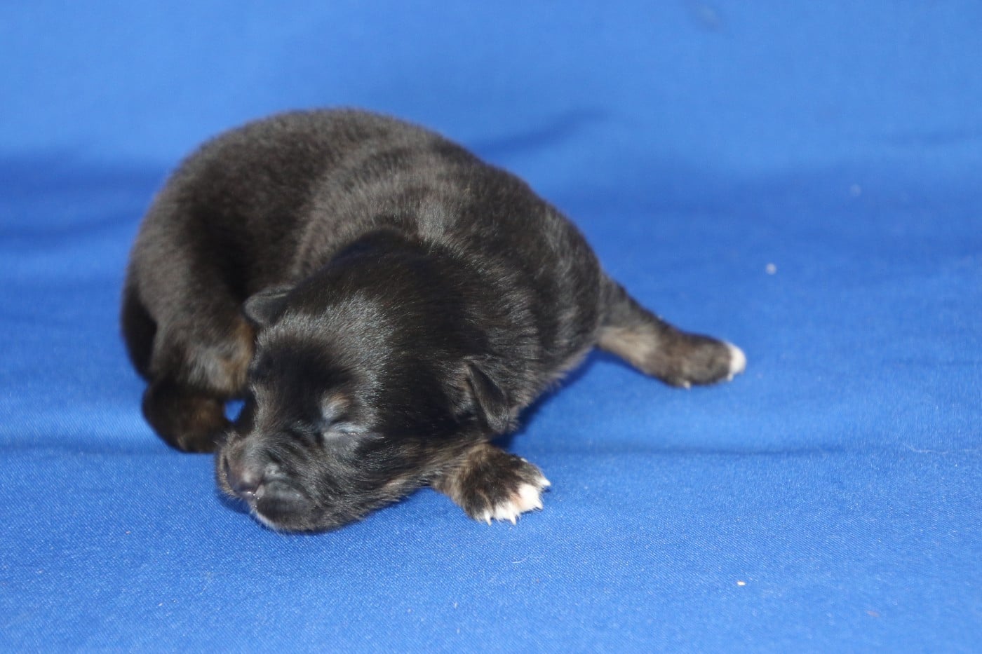 Chiot N°7