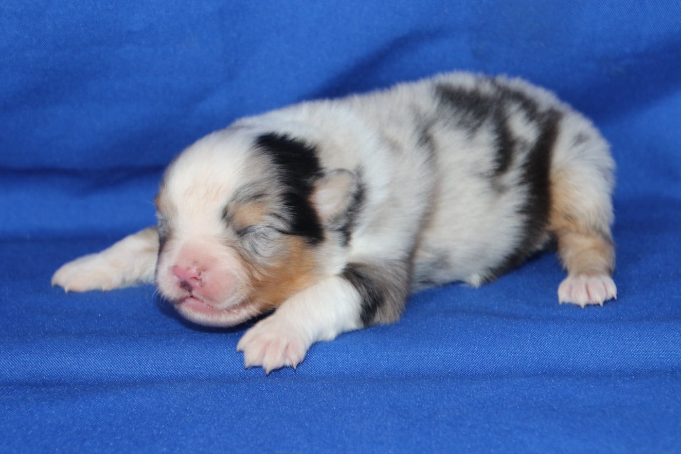 Chiot N°2