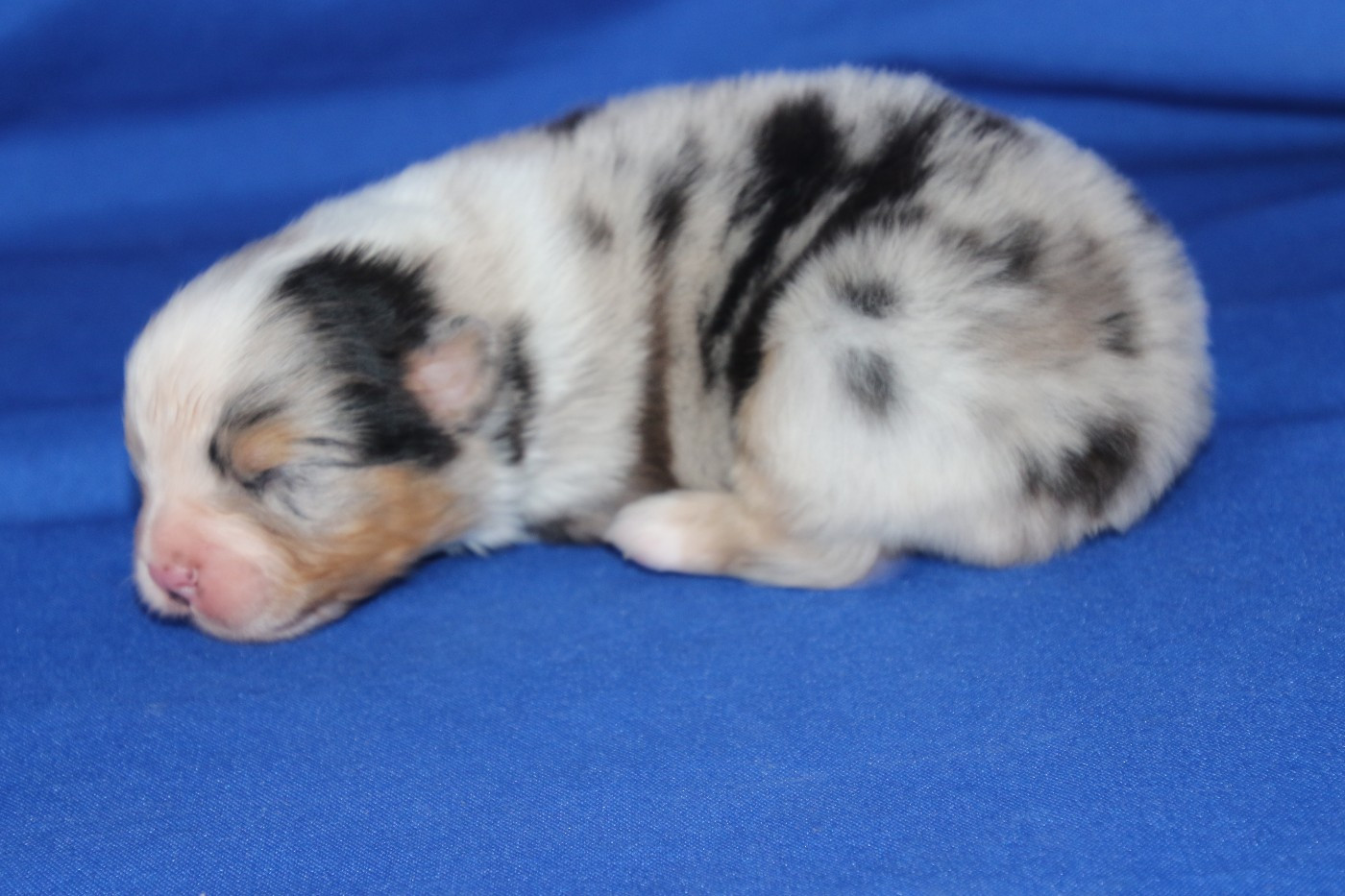 Chiot N°2