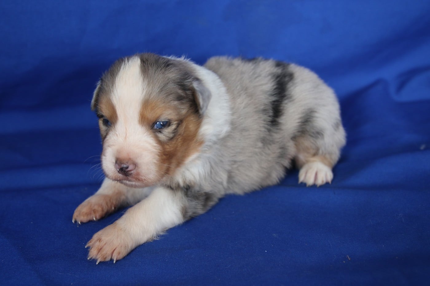 Chiot N°1