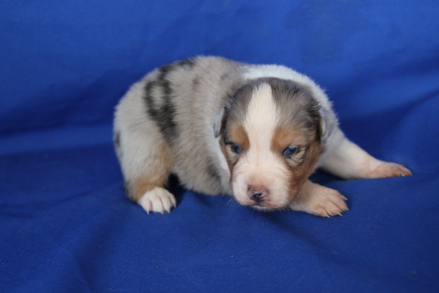 Chiot N°1