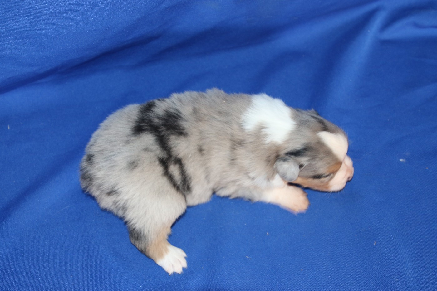 Chiot N°1