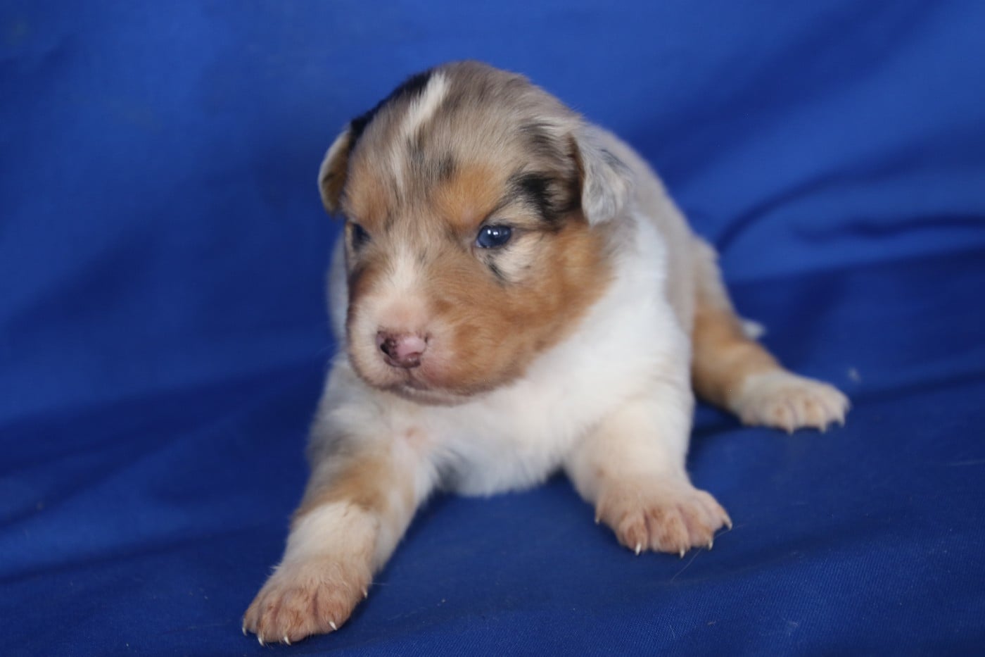 Chiot N°2