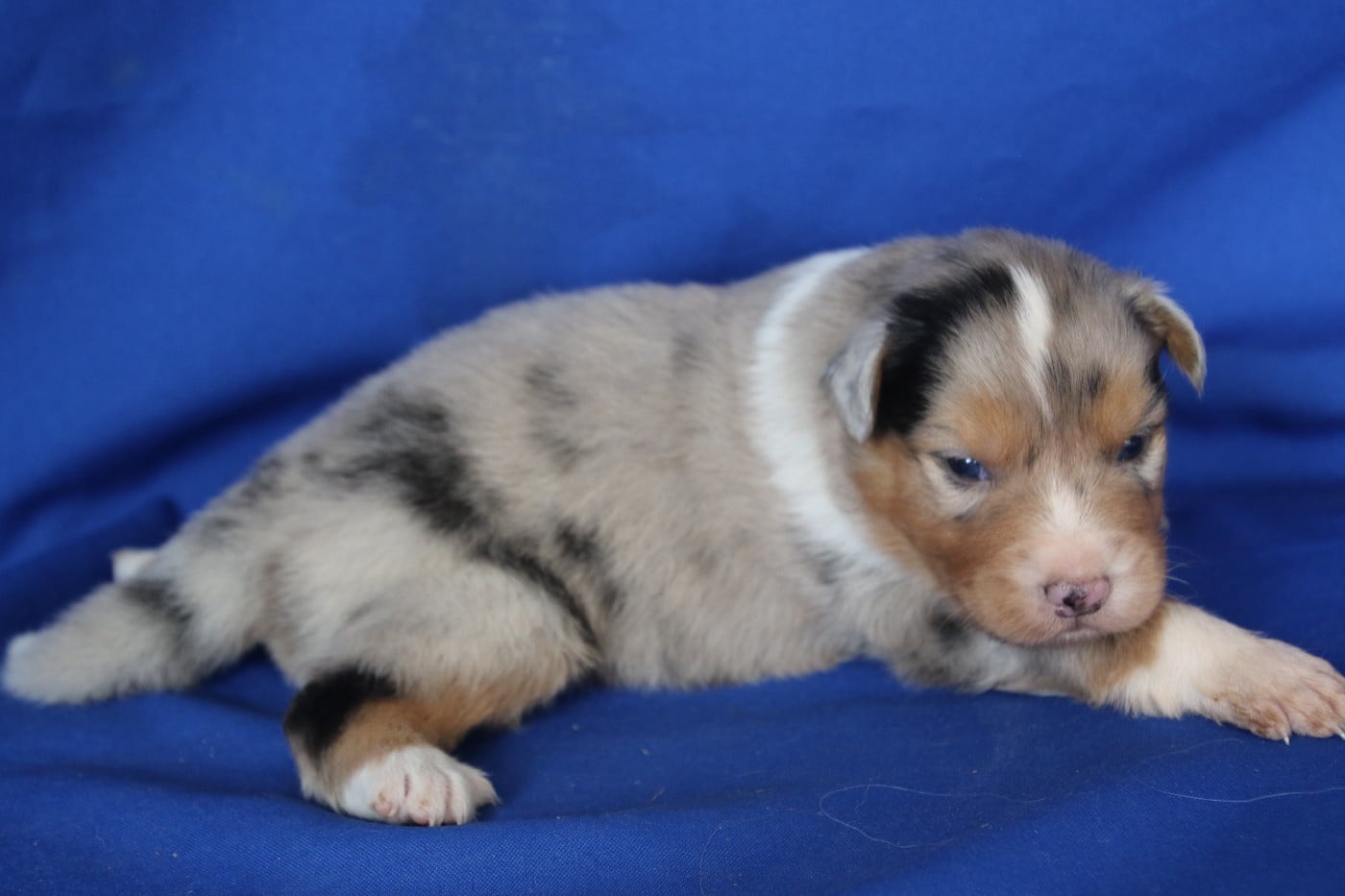 Chiot N°2