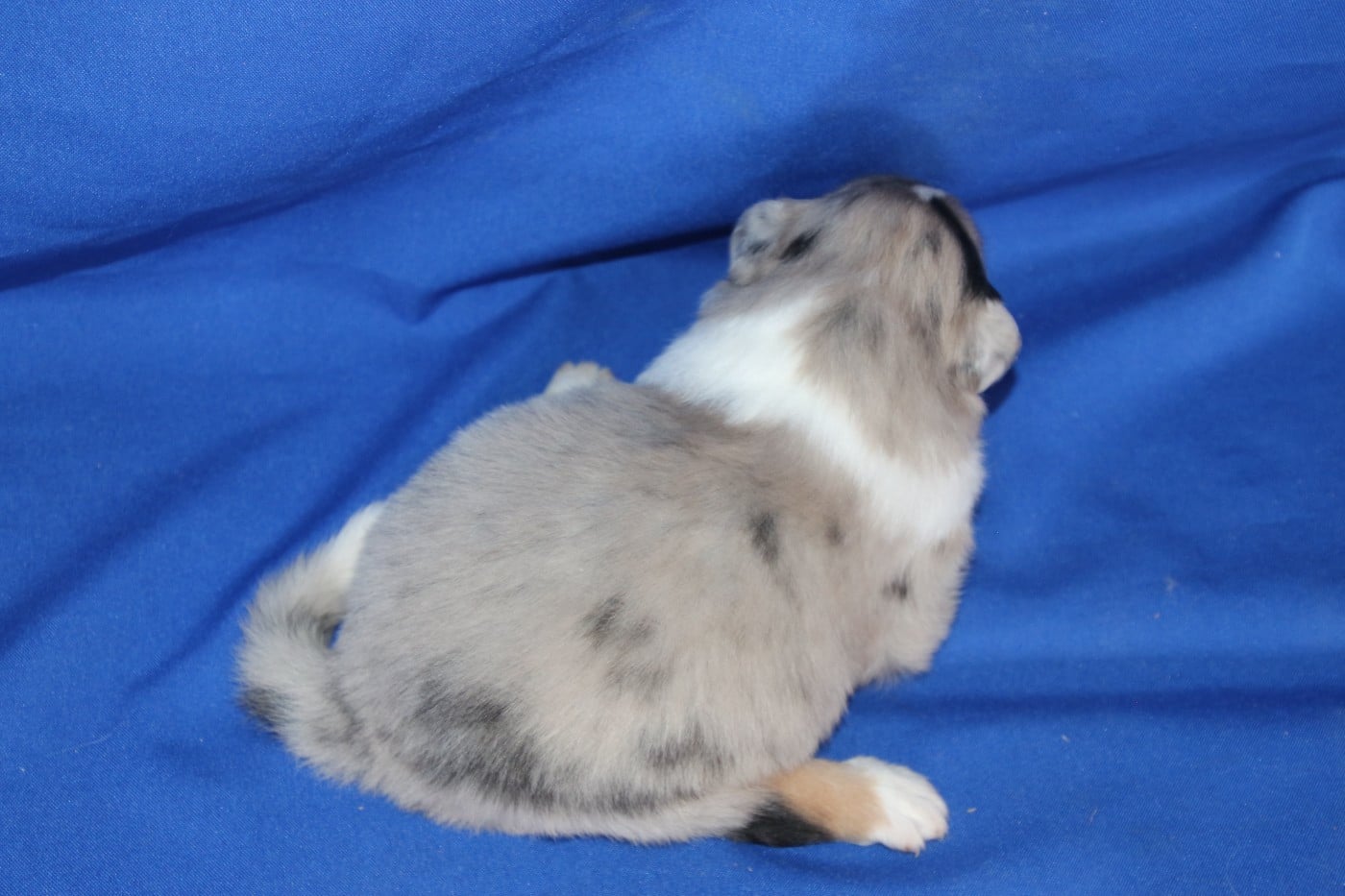 Chiot N°2