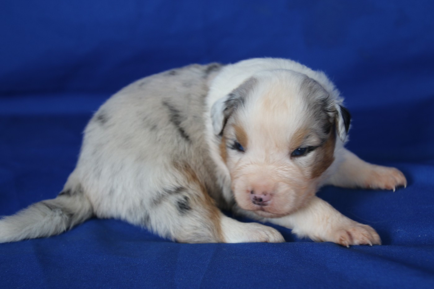 Chiot N°3
