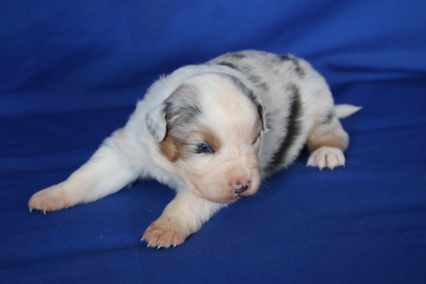 Chiot N°3