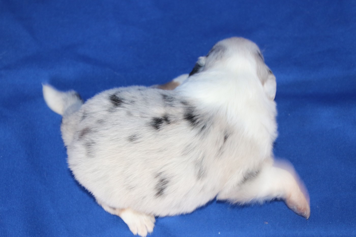 Chiot N°3