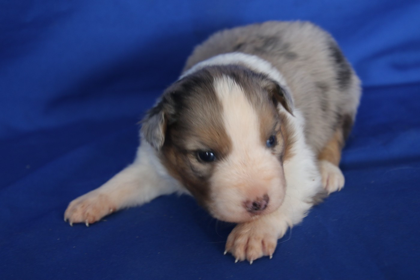 Chiot N°4