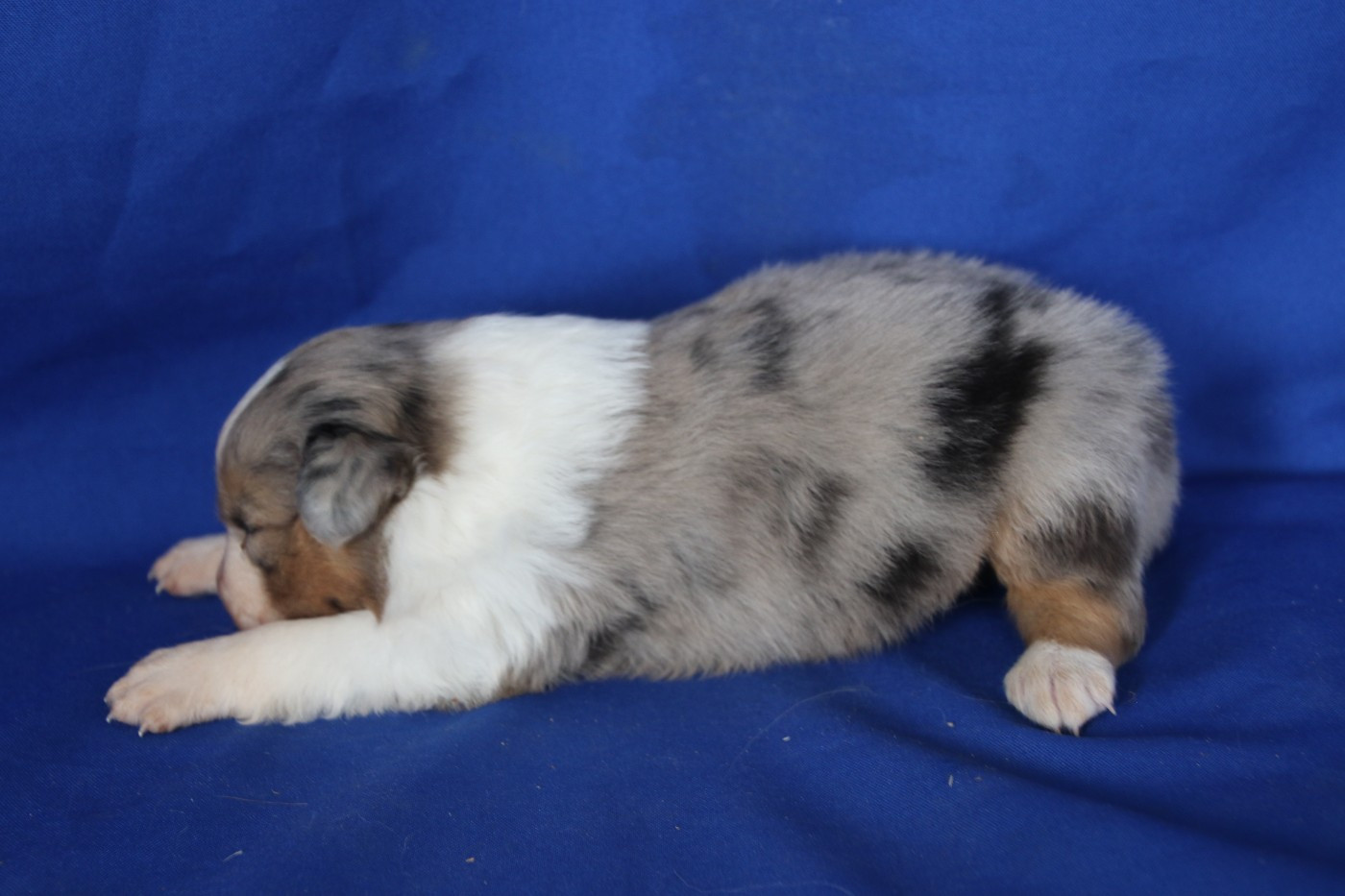 Chiot N°4