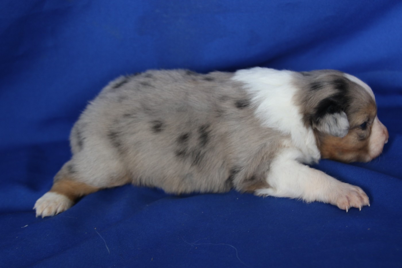Chiot N°4