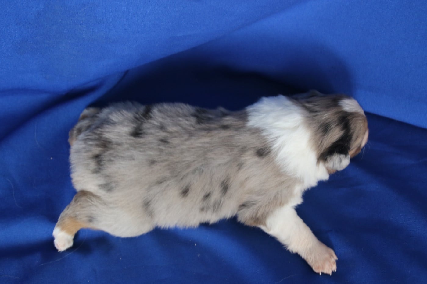 Chiot N°4