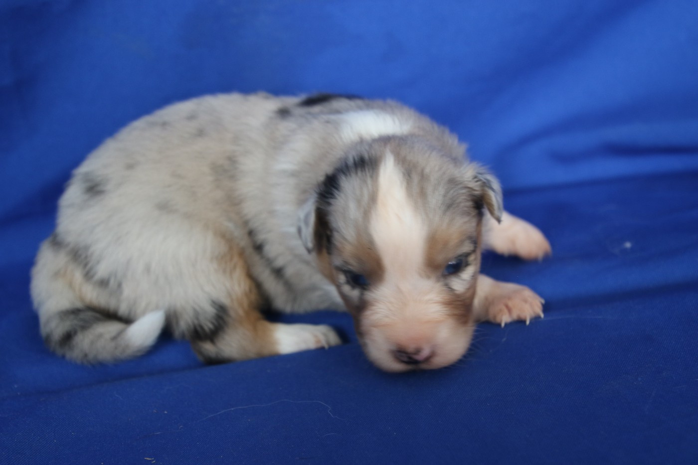 Chiot N°6