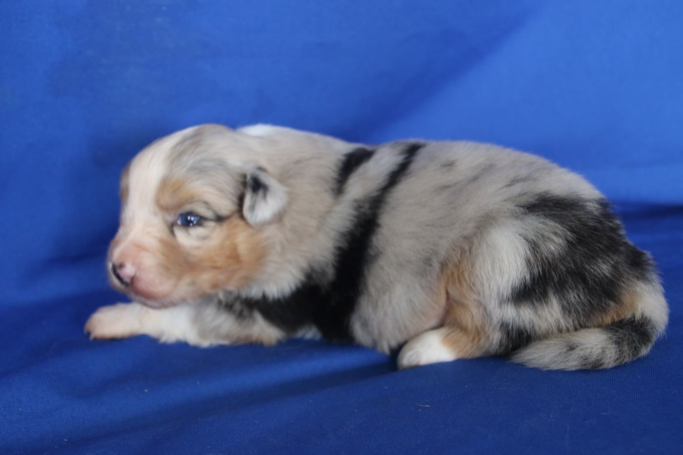 Chiot N°6