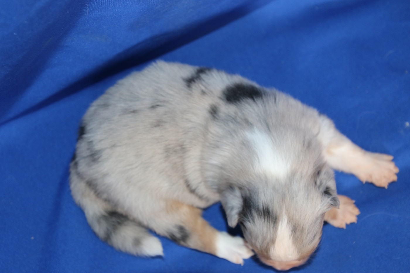 Chiot N°6