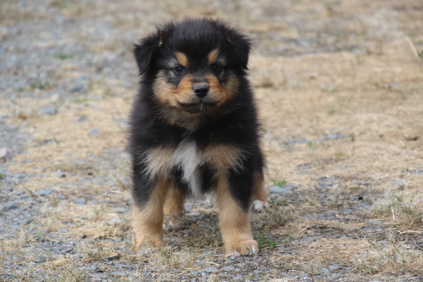 BANDIT