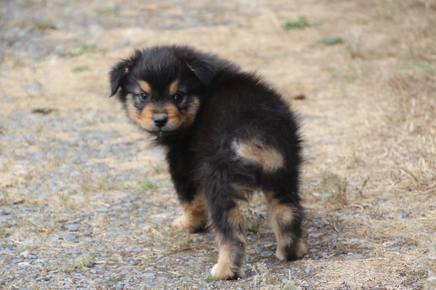 BANDIT