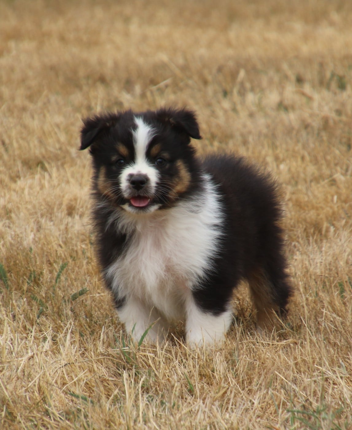Chiot N°4
