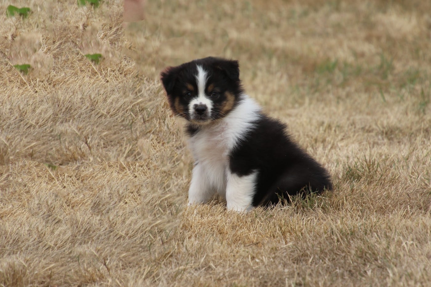 Chiot N°4
