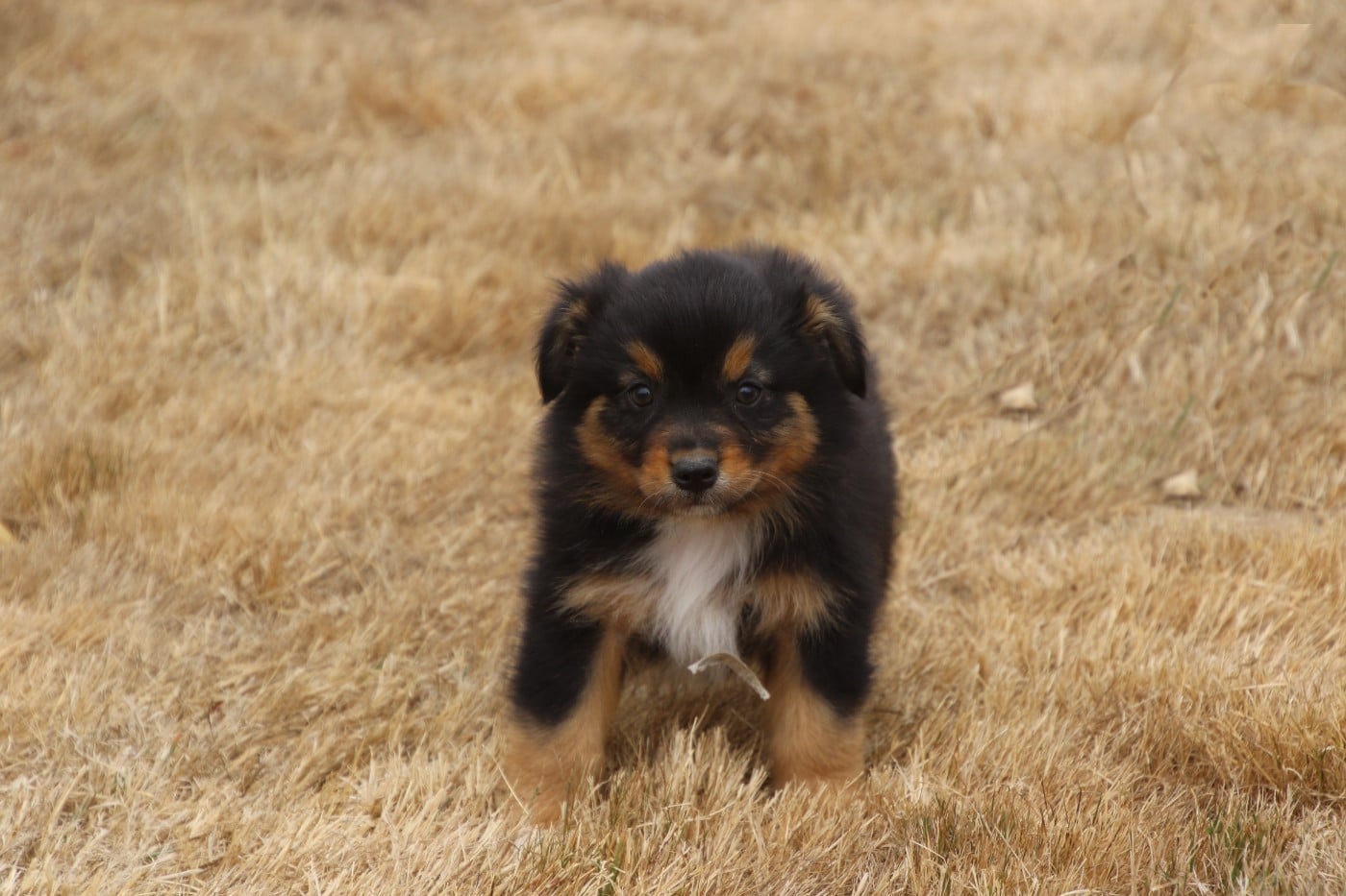 Chiot N°6