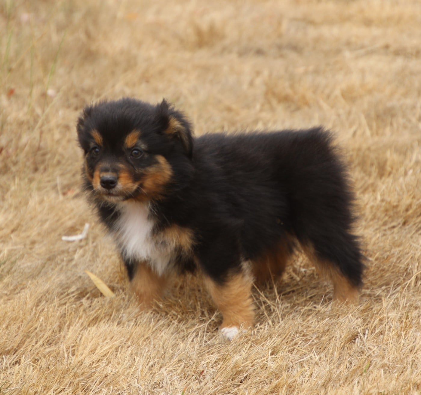 Chiot N°6