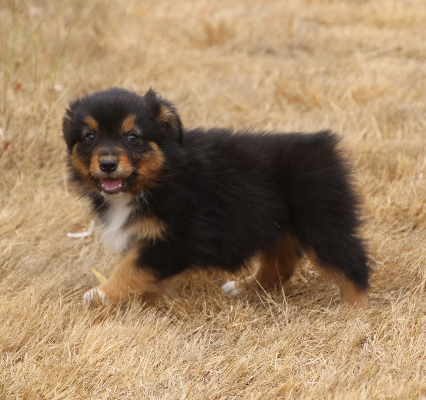 Chiot N°6