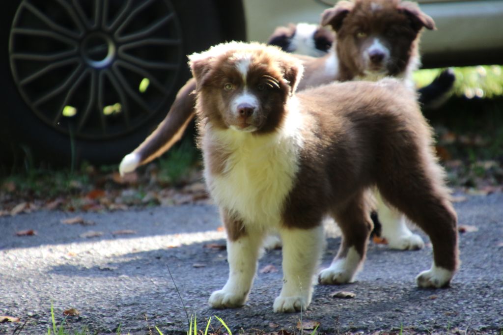 PHOEBE - Berger Australien