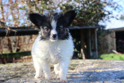 Les chiots de Epagneul nain Continental (Papillon)
