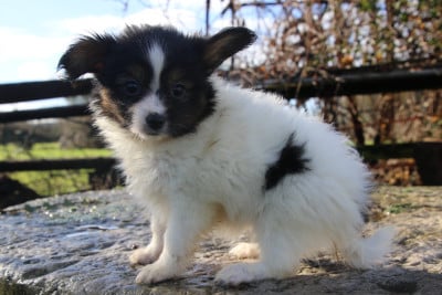 Les chiots de Epagneul nain Continental (Papillon)