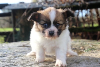Les chiots de Epagneul nain Continental (Papillon)