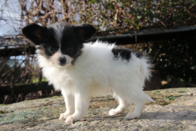 Les chiots de Epagneul nain Continental (Papillon)