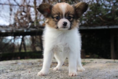 Les chiots de Epagneul nain Continental (Papillon)