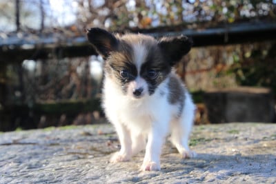 Les chiots de Epagneul nain Continental (Papillon)