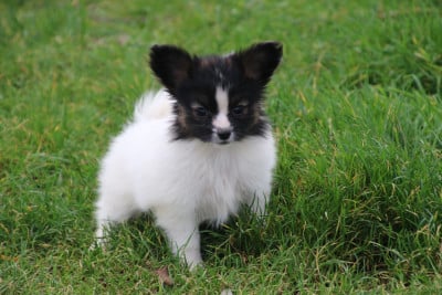 Les chiots de Epagneul nain Continental (Papillon)