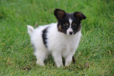 Les chiots de Epagneul nain Continental (Papillon)