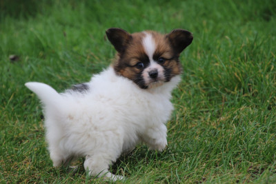 Les chiots de Epagneul nain Continental (Papillon)