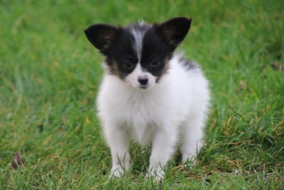 Les chiots de Epagneul nain Continental (Papillon)