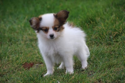 Les chiots de Epagneul nain Continental (Papillon)