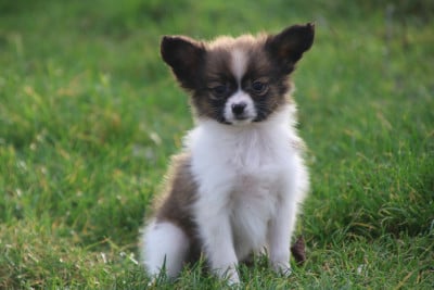 Les chiots de Epagneul nain Continental (Papillon)