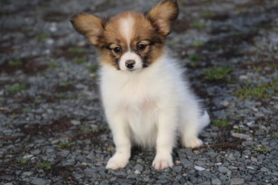 Les chiots de Epagneul nain Continental (Papillon)