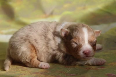 Les chiots de Berger Australien