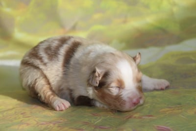 Les chiots de Berger Australien