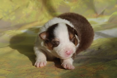 Les chiots de Berger Australien